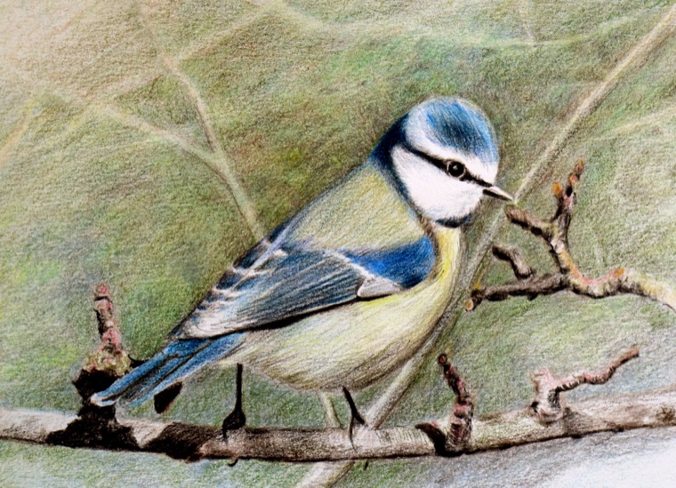 Finished coloured pencil blue tit on a branch with a soft, muted background
