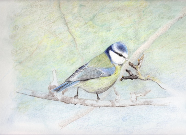 Coloured pencil blue tit fully rendered against a soft, unfinished background