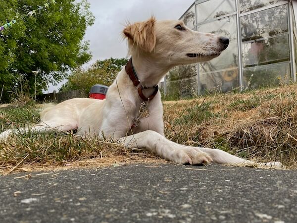 A nice profile shot of a dog but taken from too far away