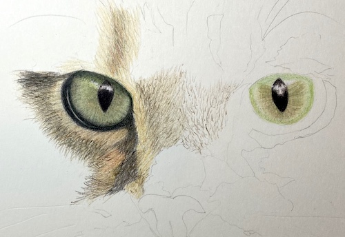 Drawing a realistic cat 