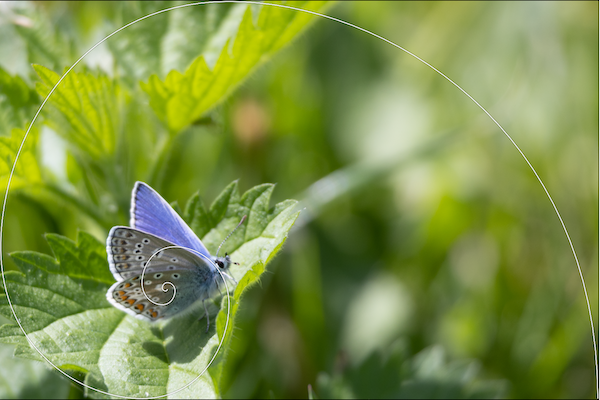 A blue butterfly photo showing the Golden Ratio A blue butterfly photo showing the Golden Ratio