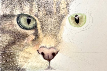 Drawing a realistic cat 