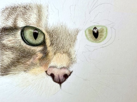 How to draw fur with pastel pencils, Drawing tutorial