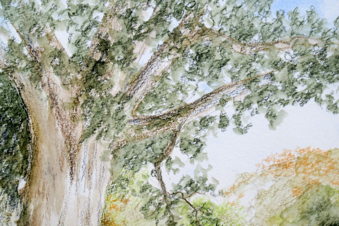 Adding more layers and texture to the oak tree leaves and branches with watercolour pencils Adding more layers and texture to the oak tree leaves and branches with watercolour pencils