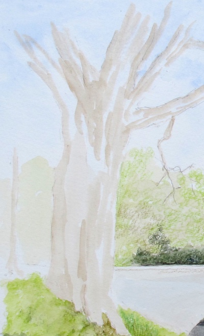 Watercolour pencil scribbles blocking in initial foliage layers on the left-side oak tree trunk Watercolour pencil scribbles blocking in initial foliage layers on the left-side oak tree trunk