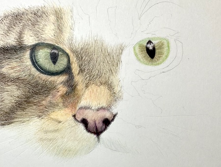 Drawing of my cat Aspen done in prisma colour pencils : r/drawing