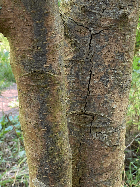 Photograph of a tree trunk with rough, deeply fissured bark that forms a distinct, angular pattern reminiscent of cut diamonds.