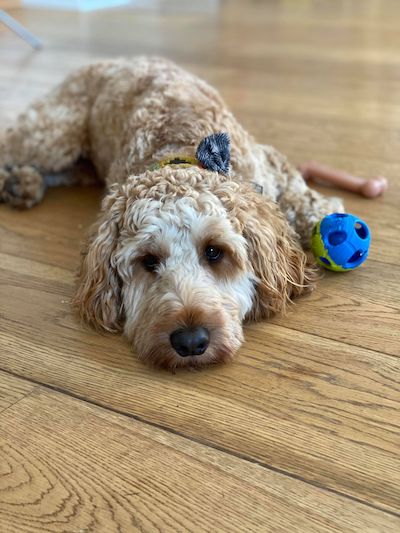 The chosen reference photo of Louis lying on the floor with his ball