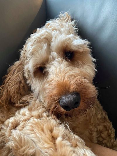 Close-up of Louis with one ear hidden against the sofa