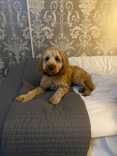 Louis lying on the bed, photographed from too far away