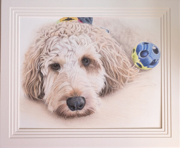 Coloured pencil dog portrait