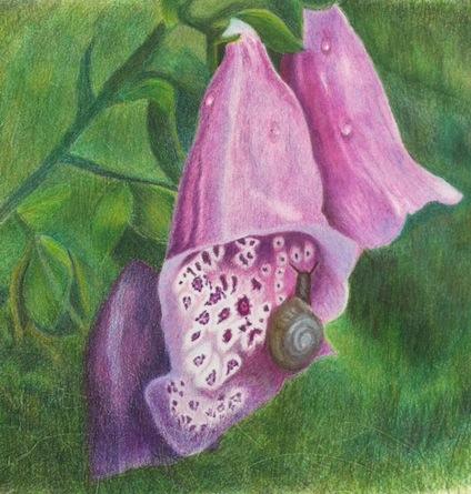 Coloured pencil drawing of foxglove flowers with a small snail