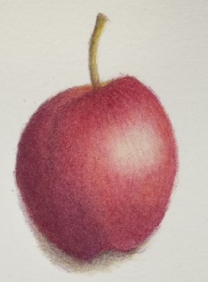 A red apple fully burnished