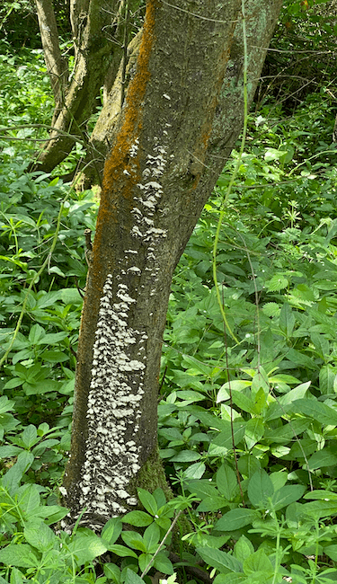 Photograph of a slim tree trunk featuring a substantial growth of fungus spreading upwards from its base.