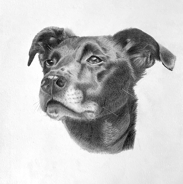 graphite dog portrait