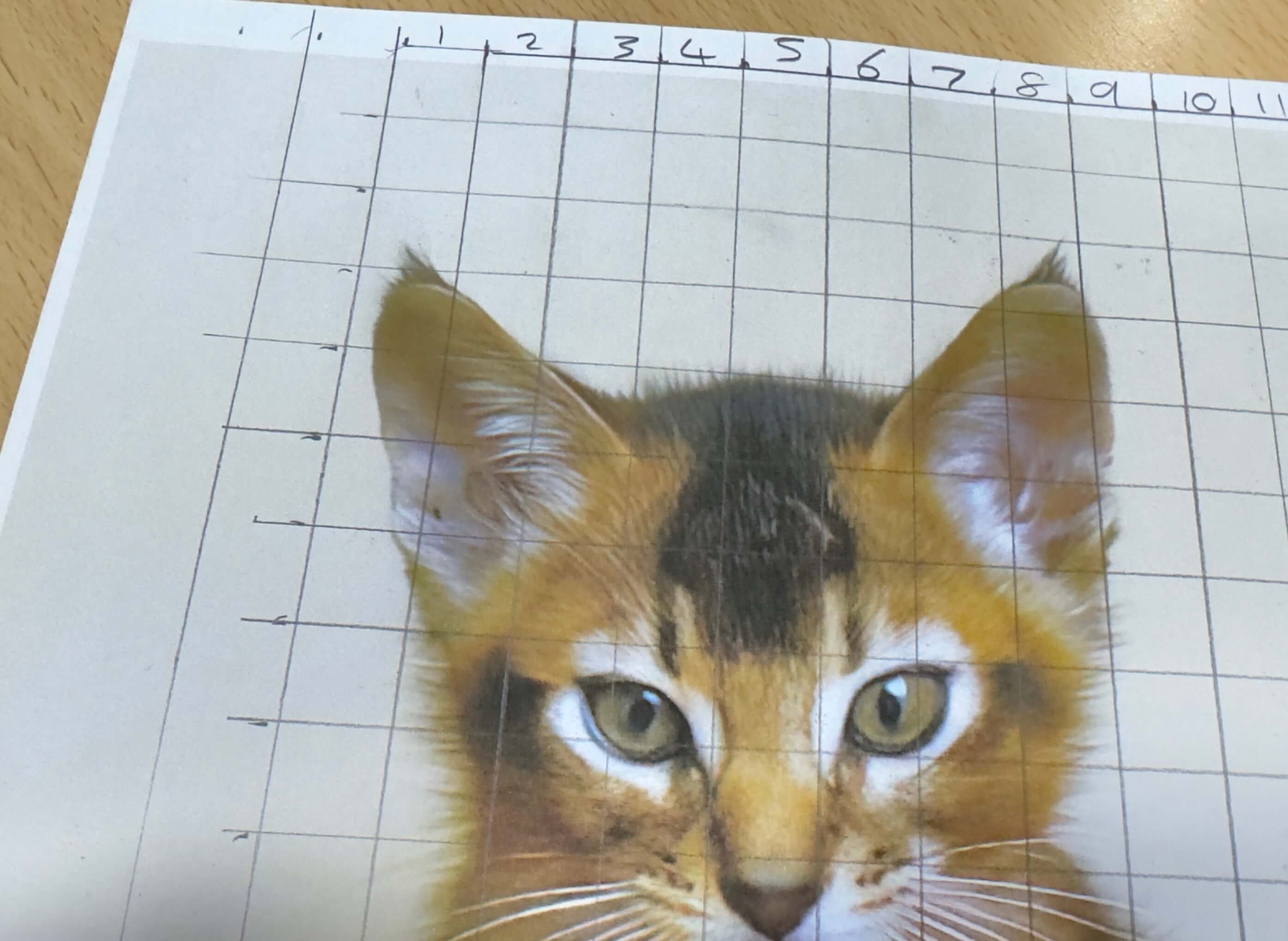 Preparing a reference photo for grid method drawing: A printed image of a kitten's face has a numbered grid drawn directly onto it.