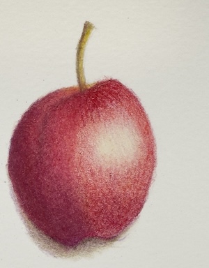 A red apple where the left hand side has been burnished