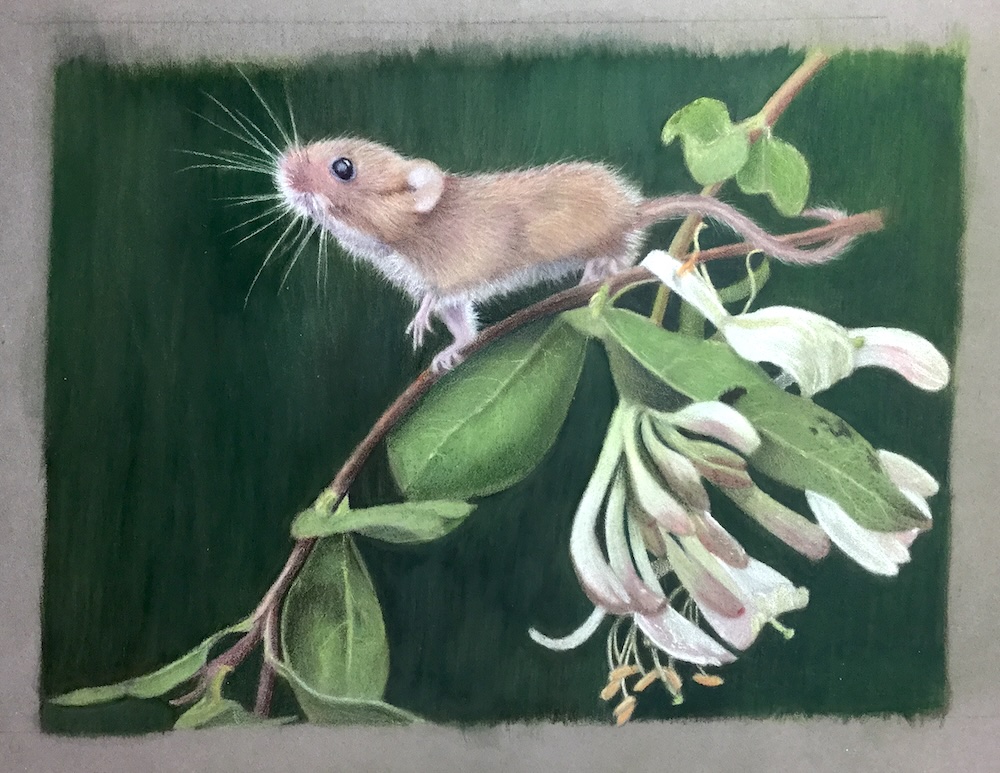 A harvest mouse on a honeysuckle vine, drawn in pastel pencil on grey Pastelmat with a deep green background