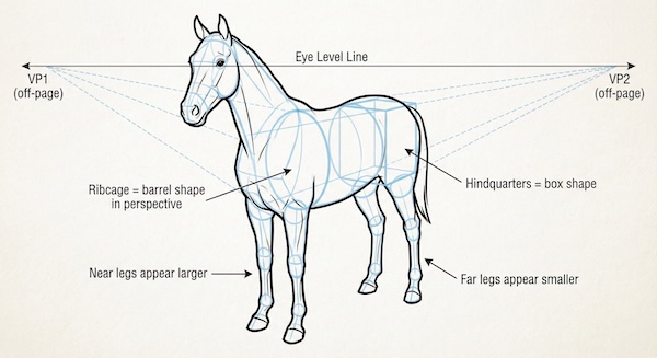 Drawing a horse in perspective