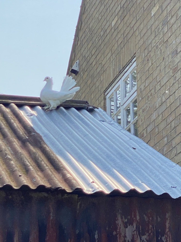 Rusted corrugated-iron roof on a village barn, a pigeon perched on the ridge