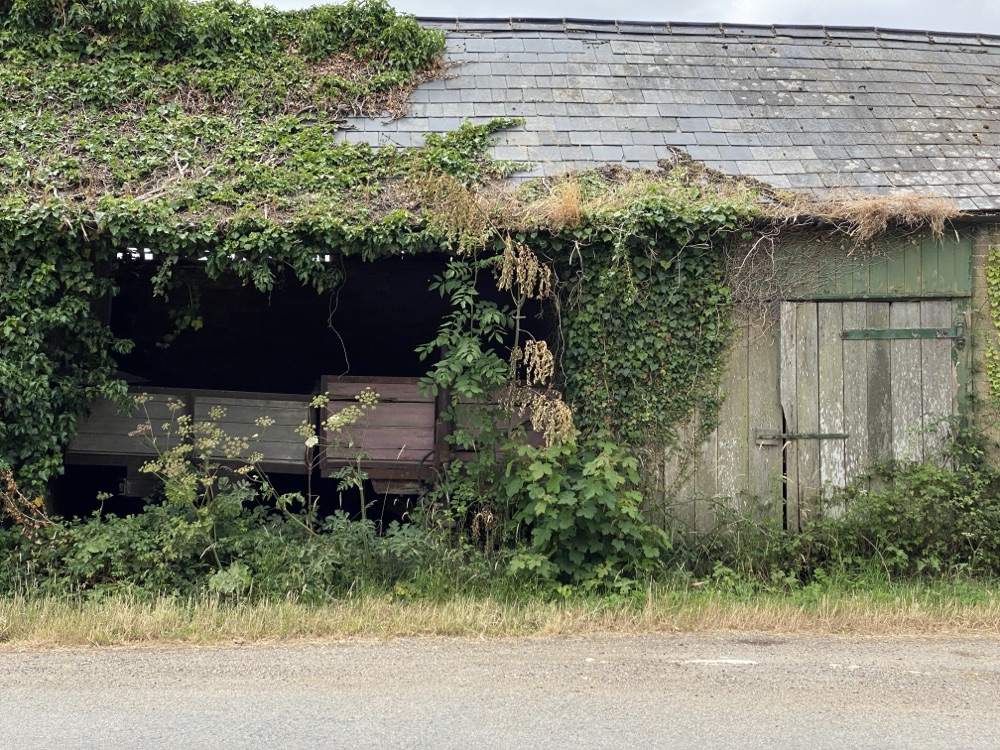 Slate barn roof almost completely covered in ivy and climbing plants above weathered green timber doors