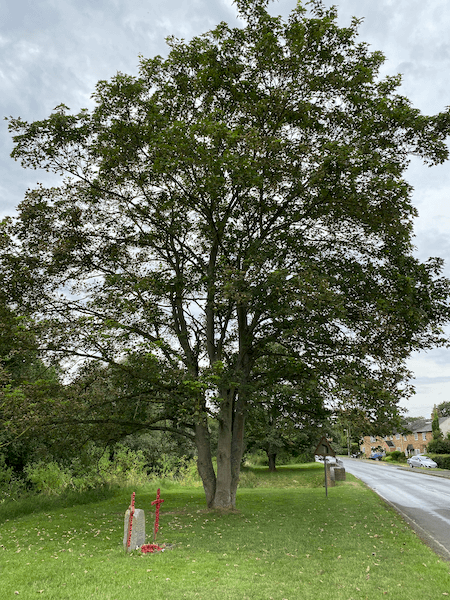 Photograph of a tree with an open, airy foliage structure, clearly showing 'sky holes' where patches of sky are visible through the leaves and branches Photograph of a tree with an open, airy foliage structure, clearly showing 'sky holes' where patches of sky are visible through the leaves and branches