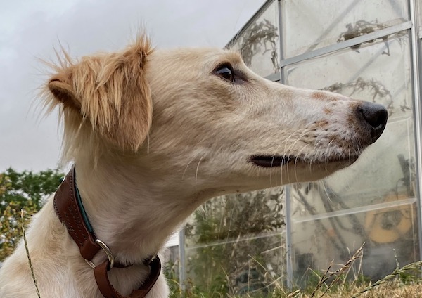 Catching light in the dog's eye is important