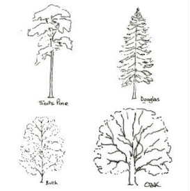 Line sketches illustrating the basic forms and branch structures for drawing four different tree types