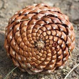 Pine cone base revealing its natural spiral patterns, an example of the golden section in nature.