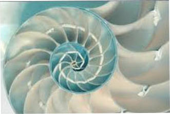 A nautilus shell showing the Golden Spiral A nautilus shell showing the Golden Spiral