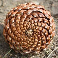 Photo of the Fibonacci sequence apparent in a pine cone Photo of the Fibonacci sequence apparent in a pine cone