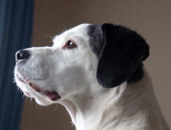 Well exposed dog photo with detail in the eye