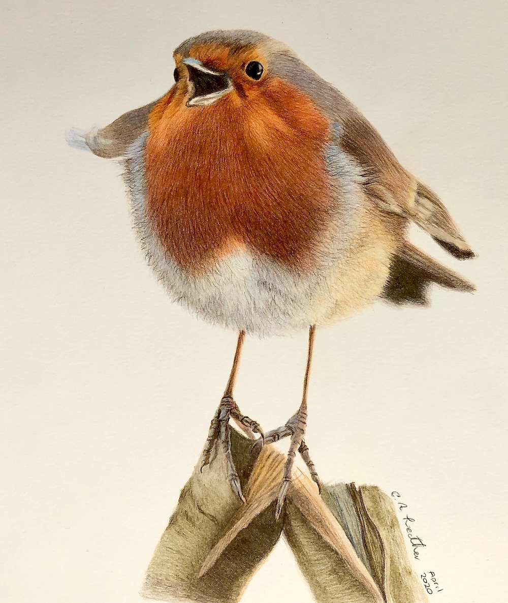 Coloured pencil robin drawn with Faber-Castell Polychromos