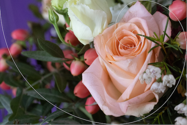 Golden Section Guidelines on a rose photo Golden Section Guidelines on a rose photo
