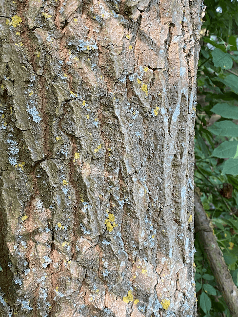 Photo of rough, textured tree bark