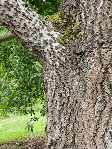 Tree bark close-up: deep crevices and rough texture visible on a trunk and main branch