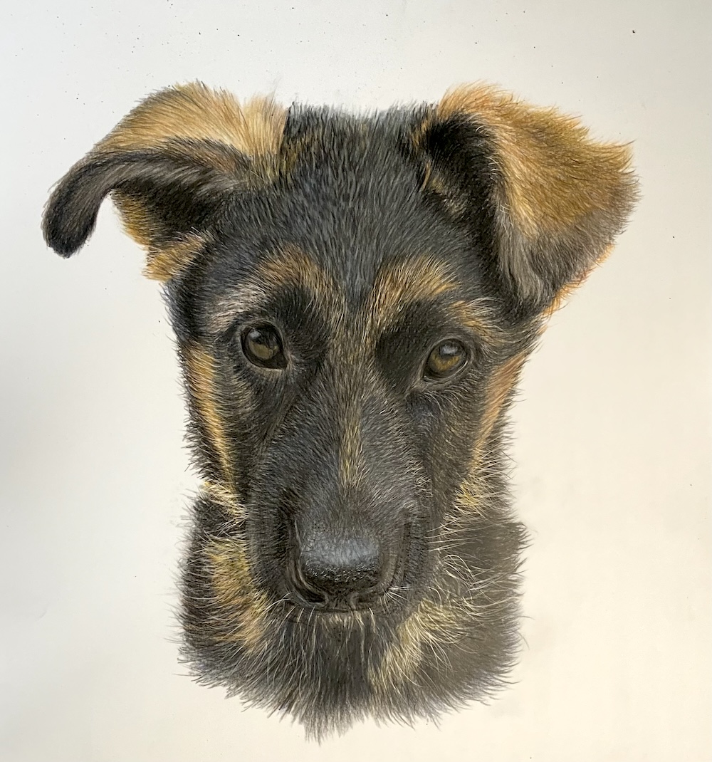 A German Shepherd puppy portrait drawn in Derwent Lightfast pencils