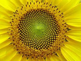 Photo of a sunflower seed head Photo of a sunflower seed head