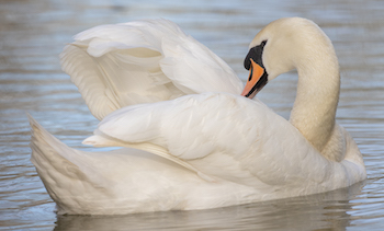 Example of a better photo reference: a correctly exposed swan showing retained feather detail and tonal variations in the white areas.