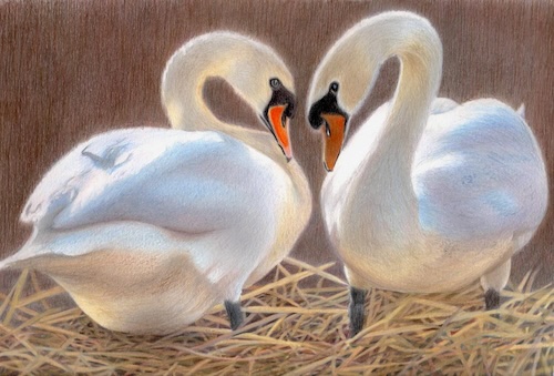 my swans featured in color mag my swans featured in color mag