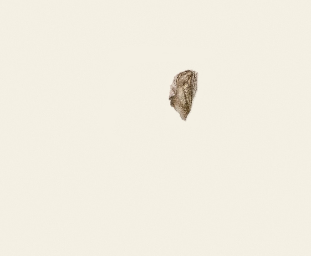 Coloured pencil elephant drawing at the very start, just the first marks worked up on the ear