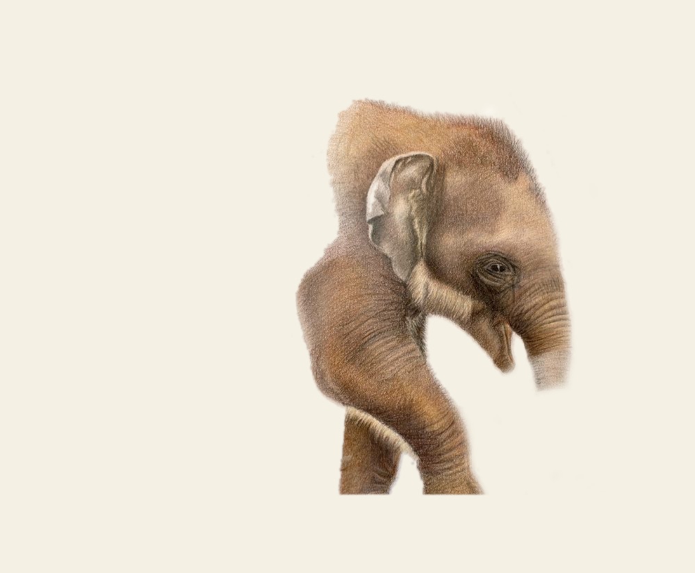 Finished coloured pencil elephant head, trunk and front leg on a body that has been removed