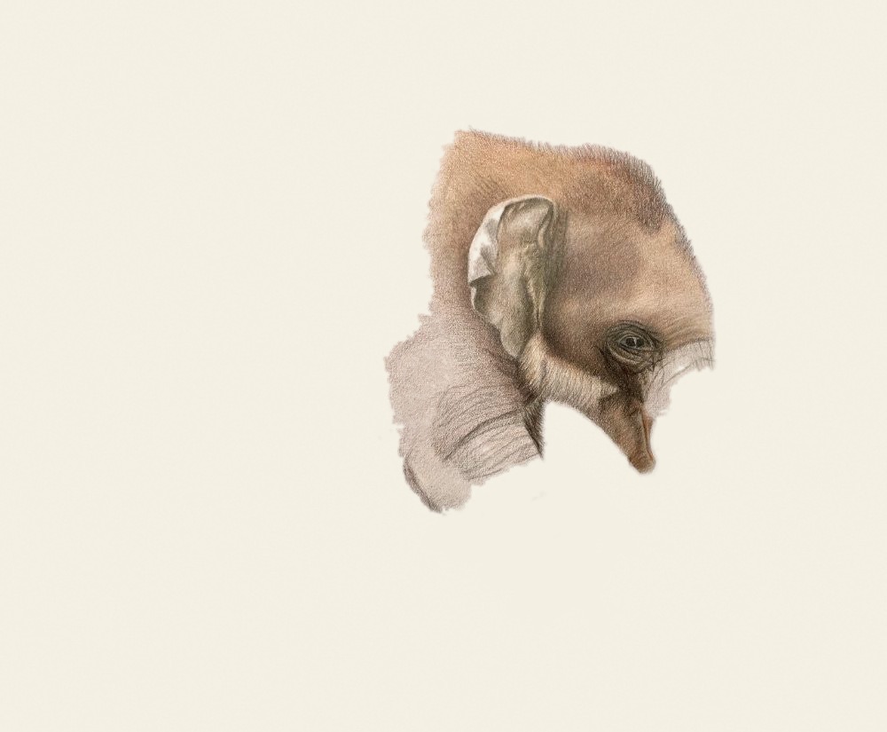 Coloured pencil elephant head nearly finished with the neck and surroundings only just blocked in
