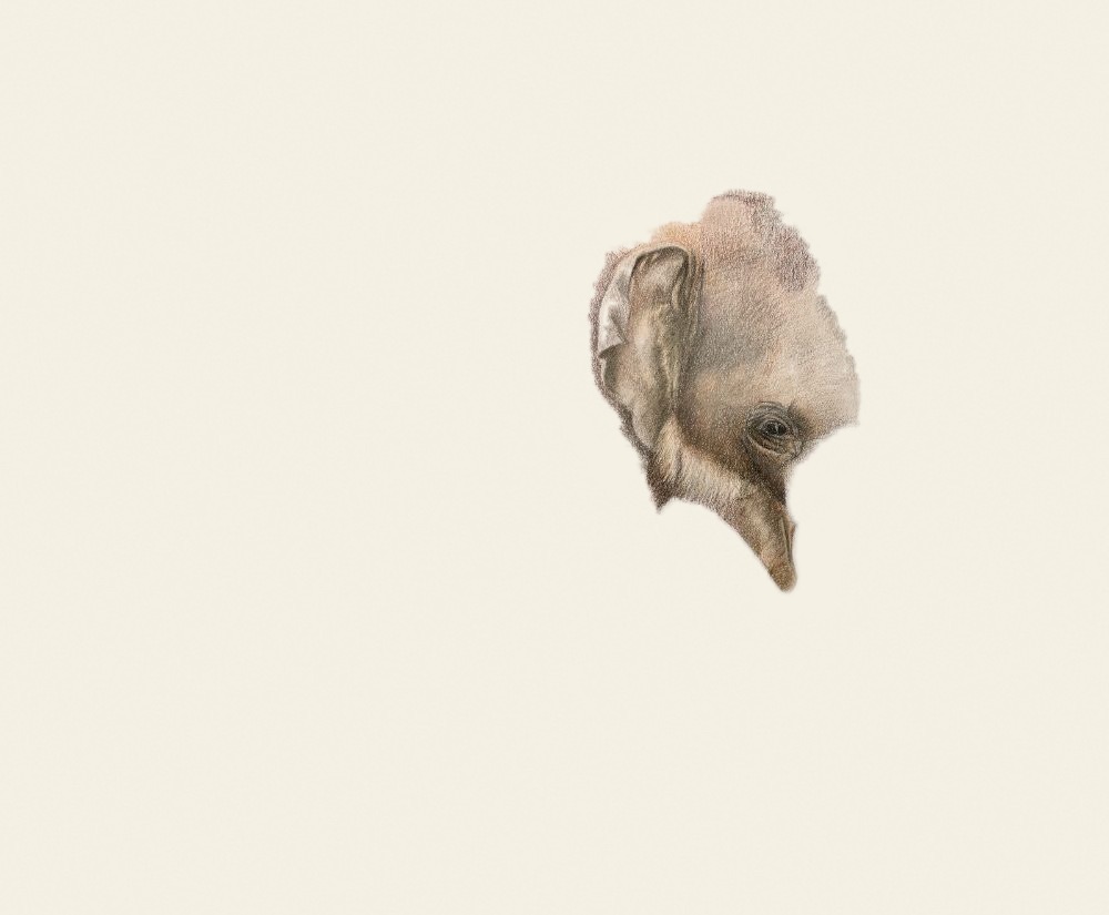Coloured pencil elephant head alone, still patchy with the ear and eye only partly modelled