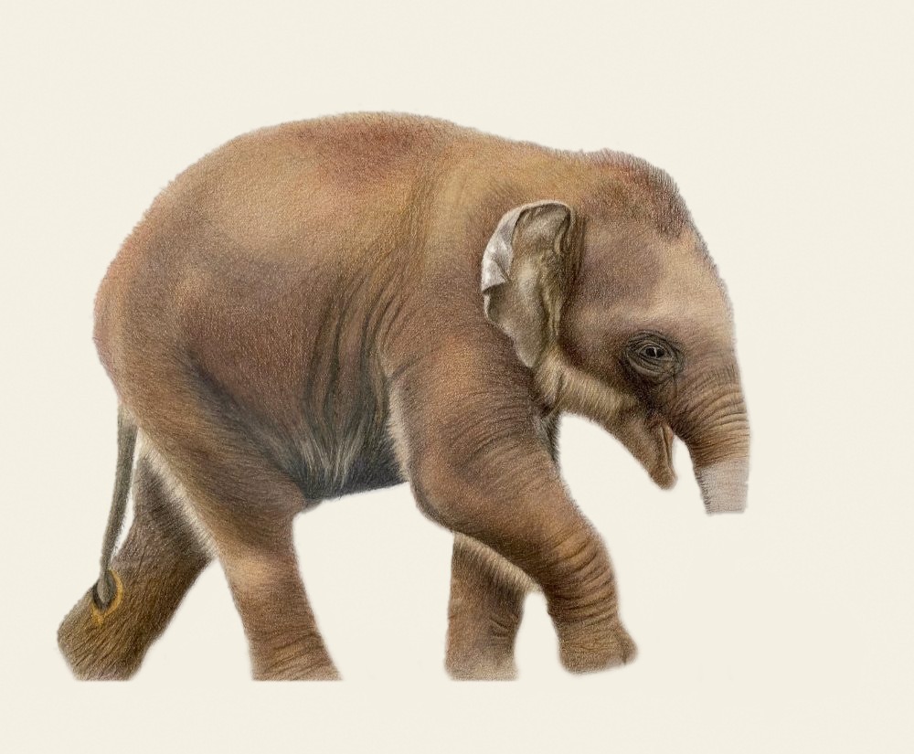Coloured pencil baby elephant fully rendered but with the ground beneath it removed
