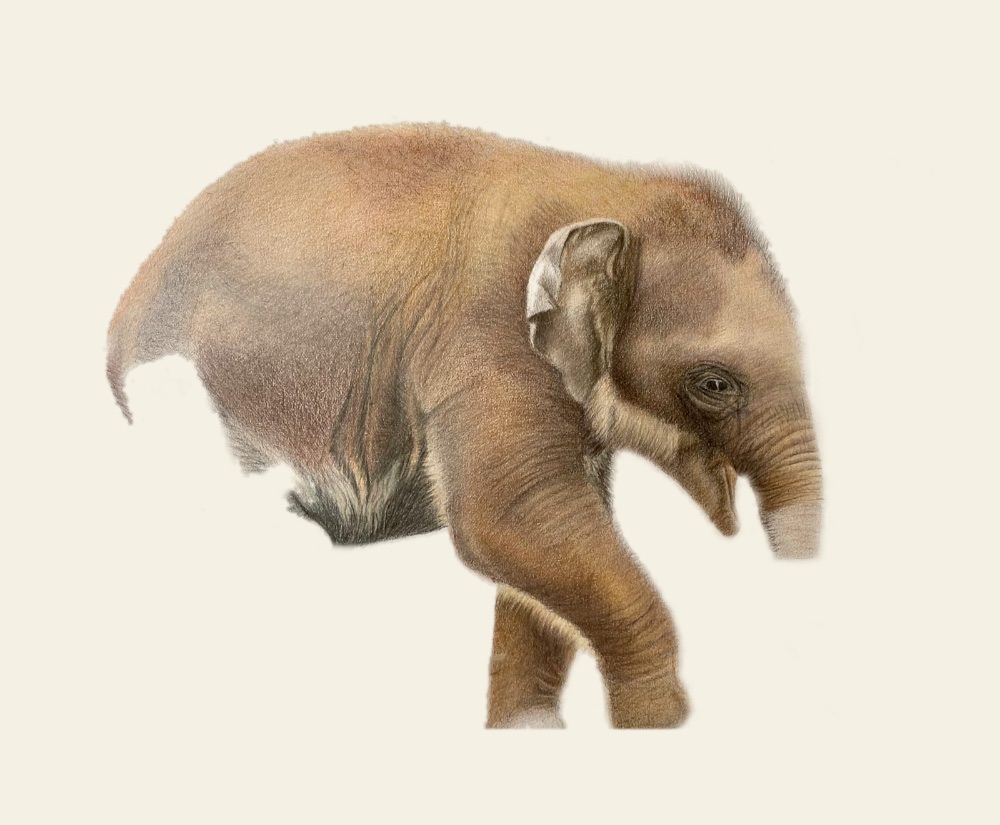 Coloured pencil baby elephant with the rear of the body softened and fading away, head and front still finished
