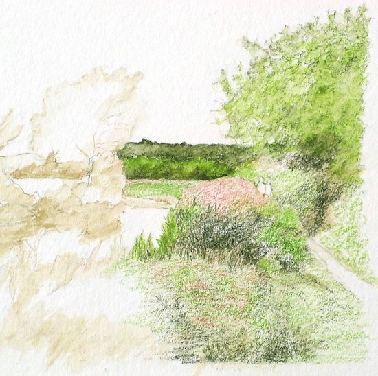 Adding water to the dry watercolor pencil foliage with a damp brush