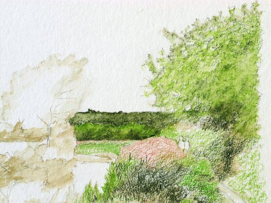 Brushing water into the foliage to even out the watercolor pencil wash