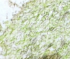 Close-up of the interlocking scribble stroke used for foliage in watercolor pencil