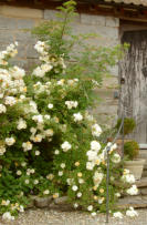 White flowers reference photo